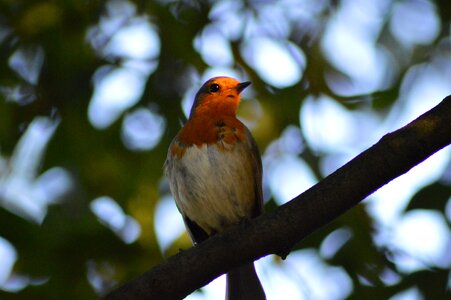Robin bird red robin