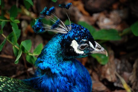 Bird elegance feathers photo