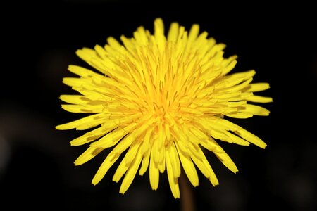 Summer yellow petals