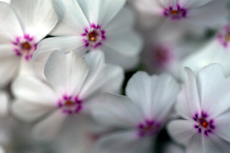 White Flowers Background photo
