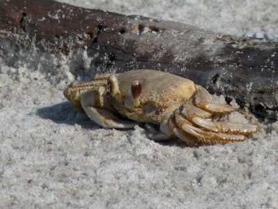 Crab ghost sand