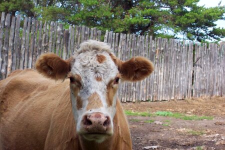 Country rural meat photo