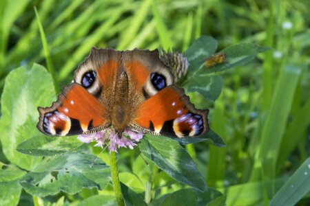 Animal arthropod beautiful image