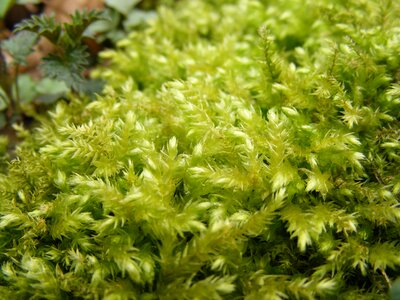 Green moss stone