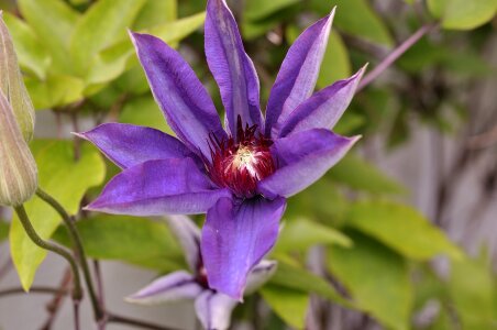 Flower plant violet