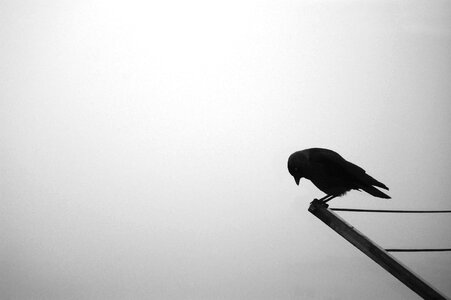 Rook bird autumn sadness