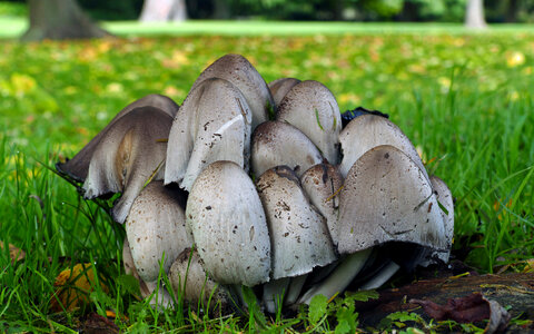 Group of Common Ink Caps in grass photo