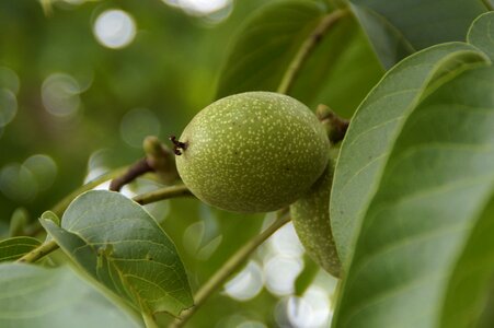 Fruit fresh healthy photo