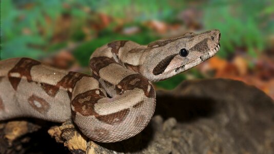 Boa constrictor imperator lurking close up photo