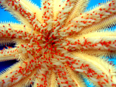 Magnificent star Starfish, a member of Paxillosida photo