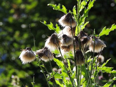 Seeds was faded autumn photo