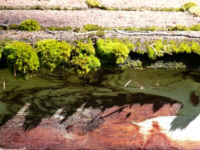 Moss humid nature