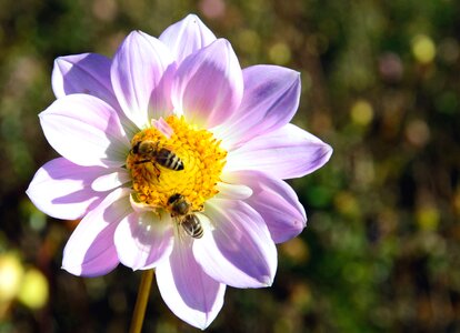 Beautiful Photo blossom flora photo