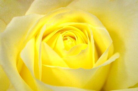 Rose nature macro
