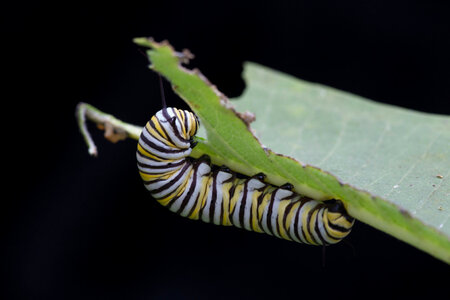Monarch butterfly larvae feeding on milkweed-3