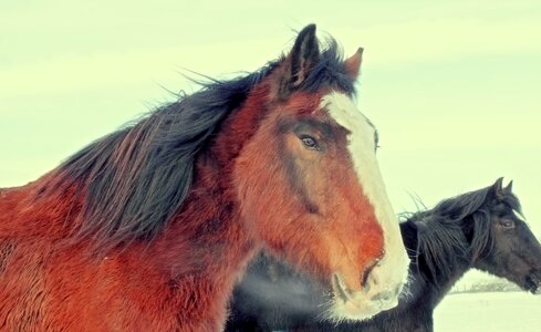 Horse Head