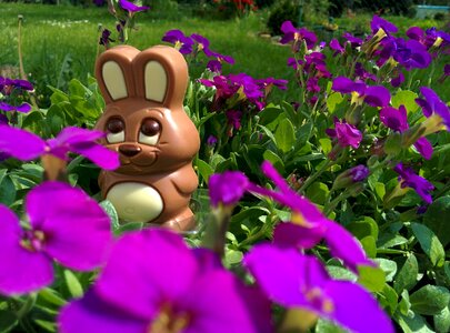 Hare chocolate hide