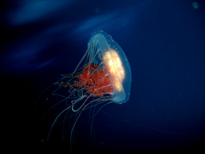 Jellyfish in antarctic waters photo