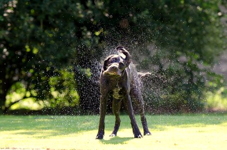 Schüttelnder dog german short hair hunting dog
