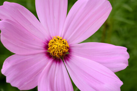 Pink Flower Macro photo