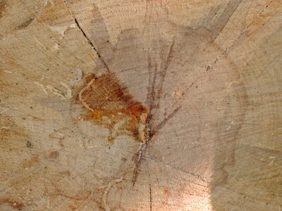Firewood stain rough photo