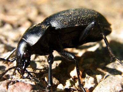 Insect nature forest