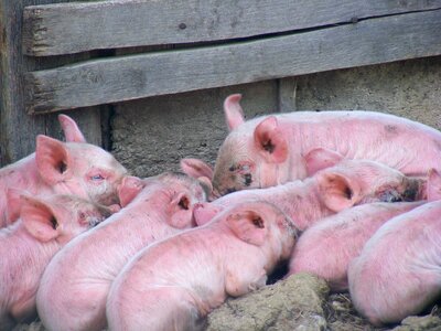 Mammal pork farming photo