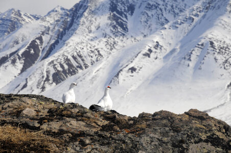 Ptarmigan pair on the rocks at Gates of the Arctic National Park photo