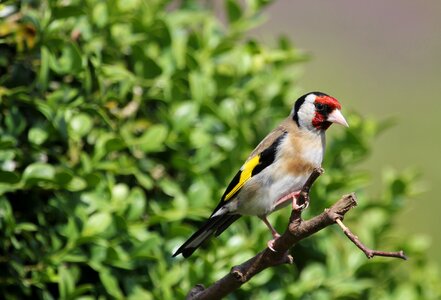 Perched feather beak photo