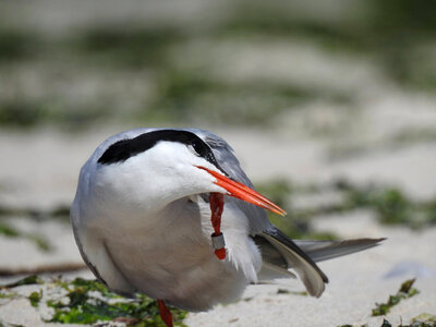 Common tern-3