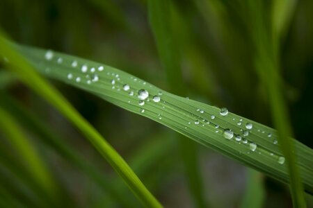 Raindrops rain drops water drops photo