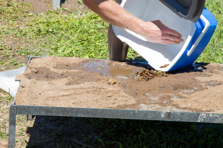 Juvenile freshwater mussels added to a cage
