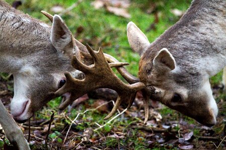 Fallow deer hirsch forest