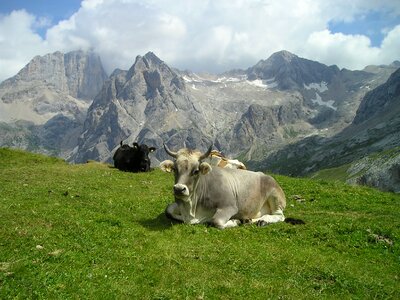 Cows brown animals photo