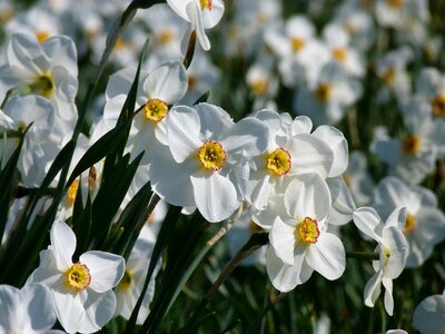 Flowers plant spring photo