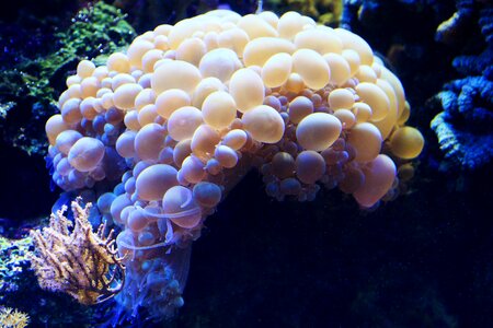 Aquatic marine nature
