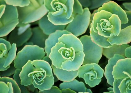 Sedum succulent green photo