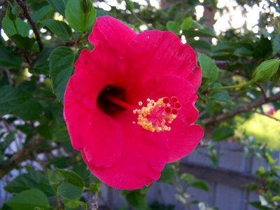 Blossoming hibiscus red photo