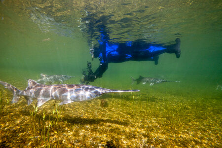 American paddlefish photo