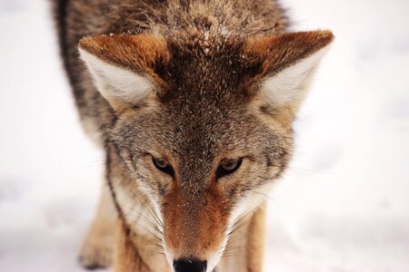 Closeup of Wolf in the Winter Snow photo