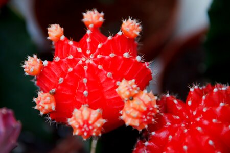 Desert detail exotic photo