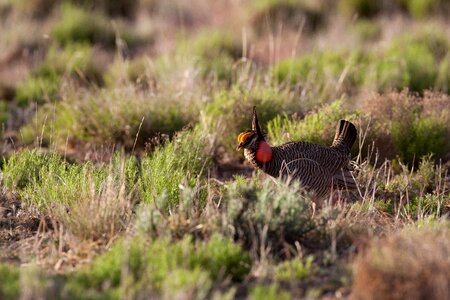 Animal bird desert