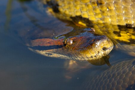 Head eye llanos photo