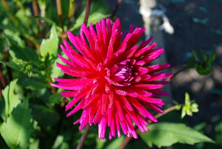 Pink purple blooming