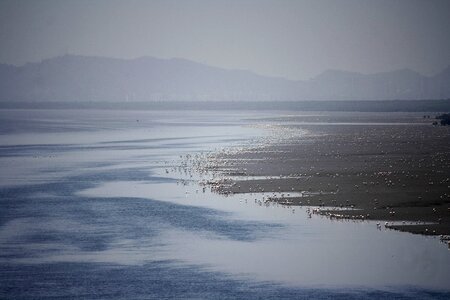 Avian marsh fauna