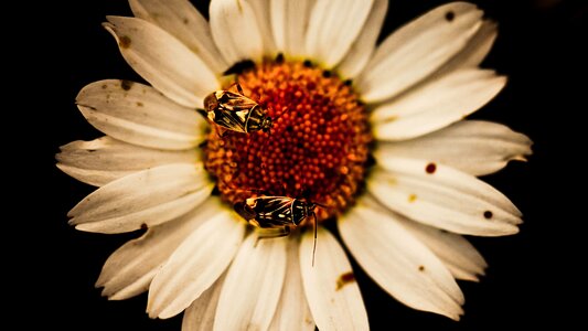 Nature plant garden