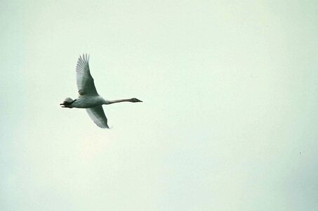 Aquatic Bird bird flight