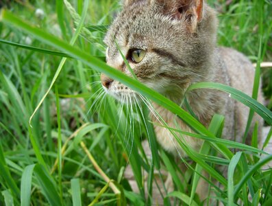 Mammals hidden kitty photo