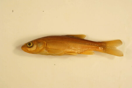 Gila nigrescens