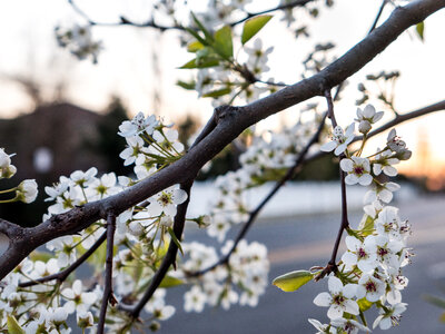 Cherry Blossoms photo